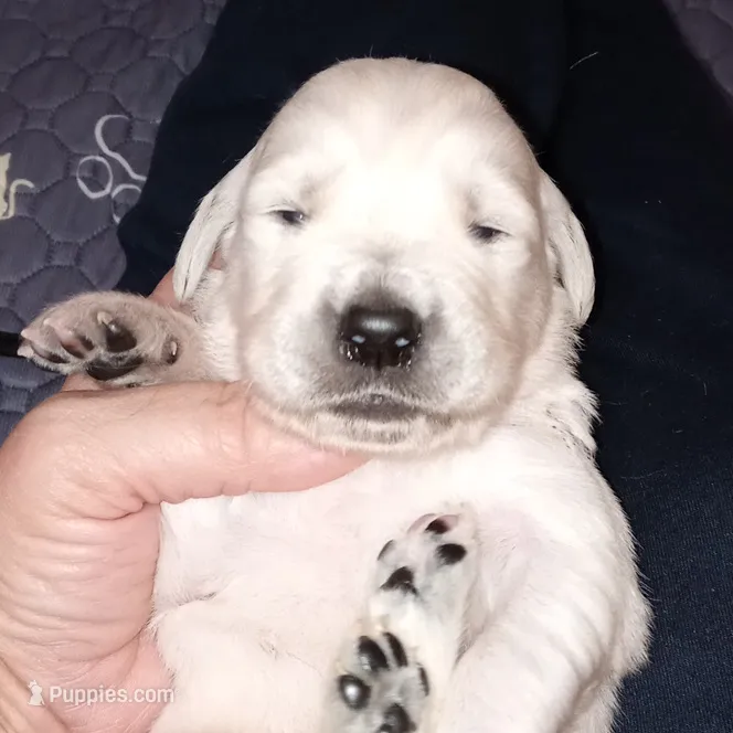 Checkmate – English Cream Golden Retriever puppy for sale in Aliquippa, PA