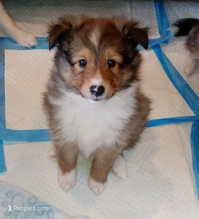 Tsunami – Shetland Sheepdog puppy for sale in Aliquippa, PA