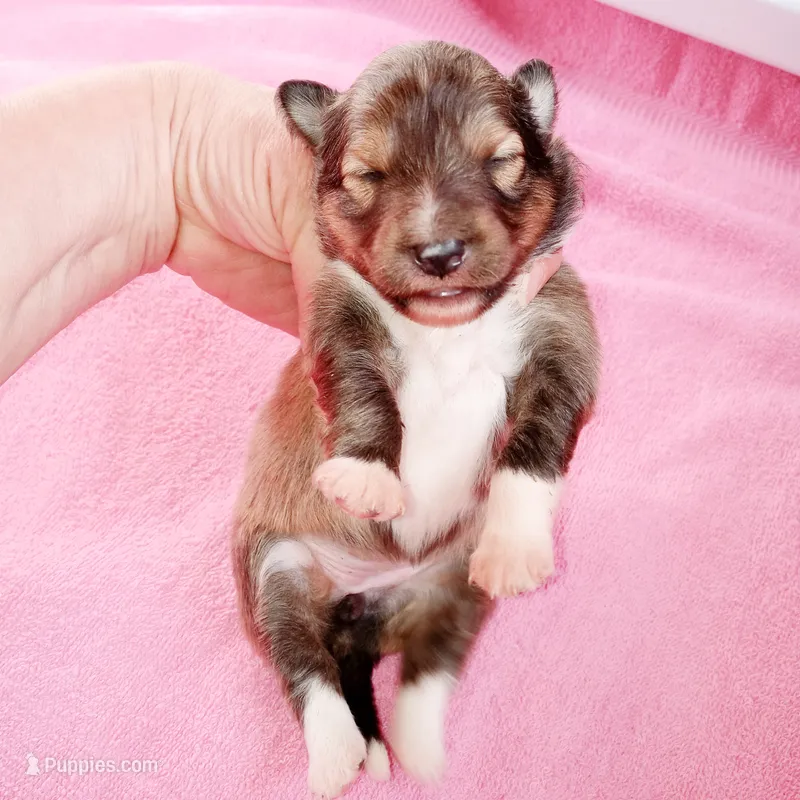Skipper – Shetland Sheepdog puppy for sale in Aliquippa, PA