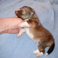 Stargell, a male Shetland Sheepdog for sale in Aliquippa, PA – 4 of 6