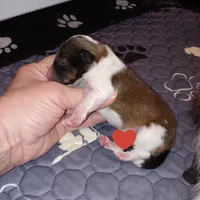 Coral, a female Shetland Sheepdog for sale in Aliquippa, PA – 5 of 7