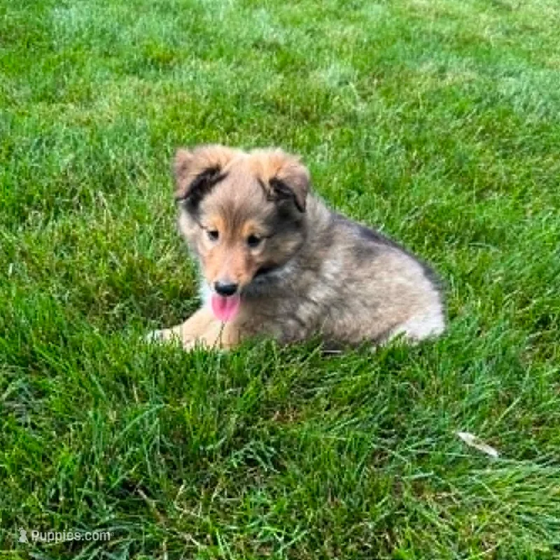 Skipper – Shetland Sheepdog puppy for sale in Aliquippa, PA