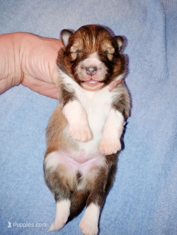 Stargell – Shetland Sheepdog puppy for sale in Aliquippa, PA