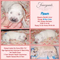 Pawn, a female English Cream Golden Retriever for sale in Aliquippa, PA – 1 of 1