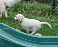Pawn, a female English Cream Golden Retriever for sale in Aliquippa, PA – 3 of 10