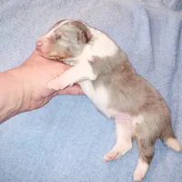 Leyland, a male Shetland Sheepdog for sale in Aliquippa, PA – 3 of 5