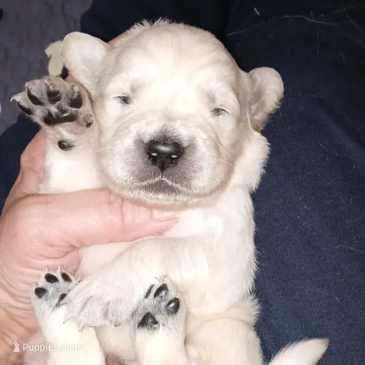 Gambit – English Cream Golden Retriever puppy for sale in Aliquippa, PA