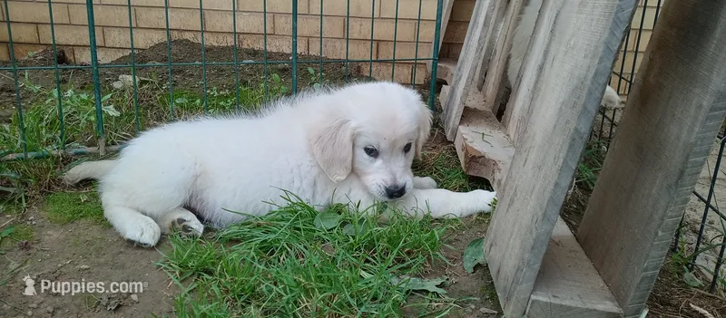 Bishop – English Cream Golden Retriever puppy for sale in Aliquippa, PA