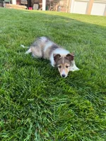 Coral, a female Shetland Sheepdog for sale in Aliquippa, PA – 10 of 10