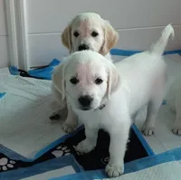 Pawn, a female English Cream Golden Retriever for sale in Aliquippa, PA – 3 of 10