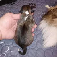 Gilligan, a male Shetland Sheepdog for sale in Aliquippa, PA – 7 of 7