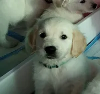 Gambit, a male English Cream Golden Retriever for sale in Aliquippa, PA – 3 of 10