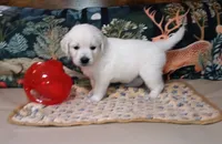 Pawn, a female English Cream Golden Retriever for sale in Aliquippa, PA – 8 of 10