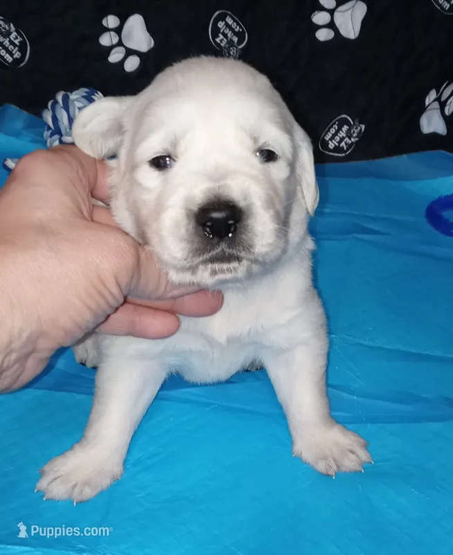 King – English Cream Golden Retriever puppy for sale in Aliquippa, PA