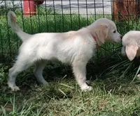 Checkmate, a female English Cream Golden Retriever for sale in Aliquippa, PA – 7 of 8