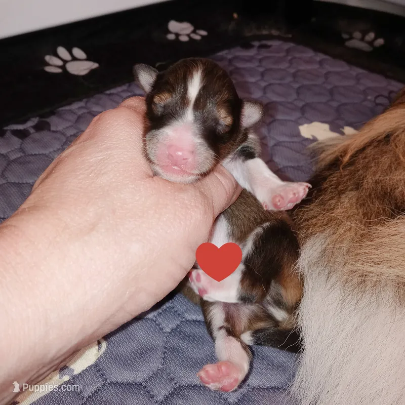 Gilligan – Shetland Sheepdog puppy for sale in Aliquippa, PA