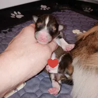 Gilligan, a male Shetland Sheepdog for sale in Aliquippa, PA – 1 of 7