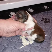 Marina, a female Shetland Sheepdog for sale in Aliquippa, PA – 3 of 5