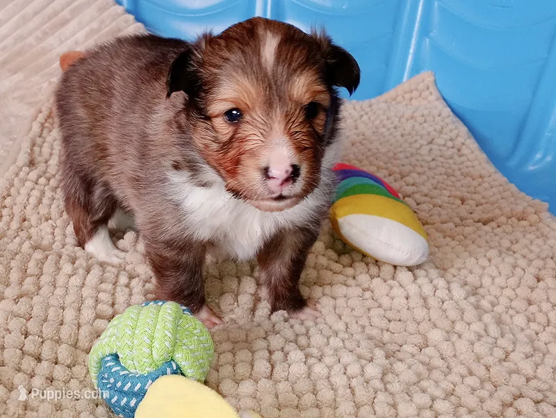 Tsunami – Shetland Sheepdog puppy for sale in Aliquippa, PA