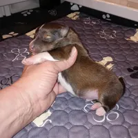 Dover, a male Shetland Sheepdog for sale in Aliquippa, PA – 3 of 5