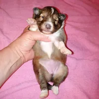 Daytona, a female Shetland Sheepdog for sale in Aliquippa, PA – 1 of 5