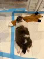Coral, a female Shetland Sheepdog for sale in Aliquippa, PA – 4 of 10