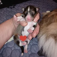 Gilligan, a male Shetland Sheepdog for sale in Aliquippa, PA – 2 of 7