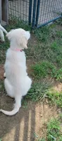 Checkmate, a female English Cream Golden Retriever for sale in Aliquippa, PA – 8 of 8