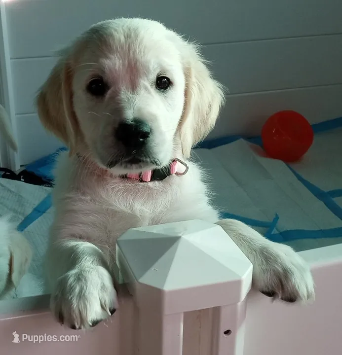 Checkmate – English Cream Golden Retriever puppy for sale in Aliquippa, PA