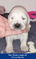 Pawn, a female English Cream Golden Retriever for sale in Aliquippa, PA – 10 of 10