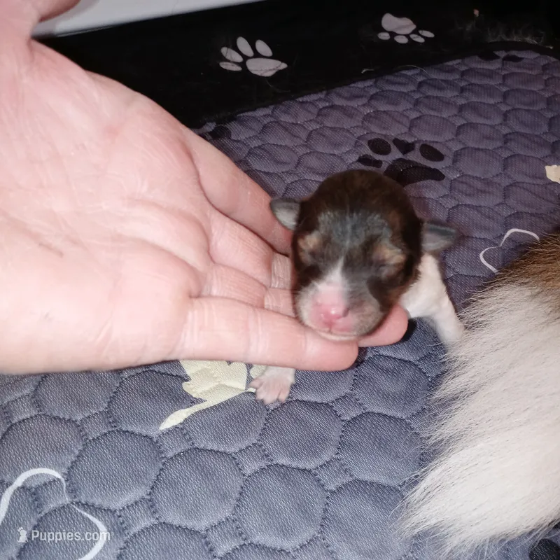 Marina – Shetland Sheepdog puppy for sale in Aliquippa, PA