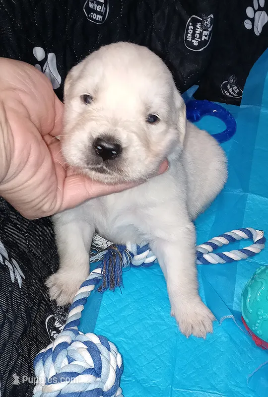 Gambit – English Cream Golden Retriever puppy for sale in Aliquippa, PA