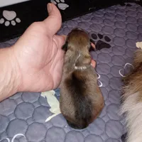 Skipper, a female Shetland Sheepdog for sale in Aliquippa, PA – 4 of 4