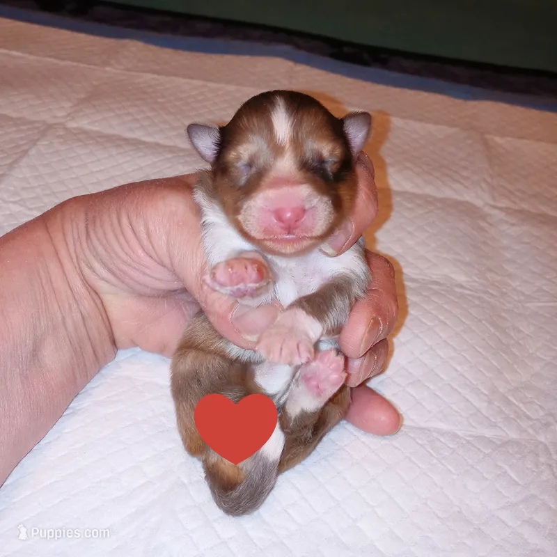 Clemente – Shetland Sheepdog puppy for sale in Aliquippa, PA