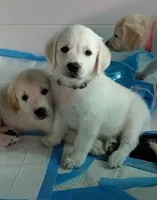 Pawn, a female English Cream Golden Retriever for sale in Aliquippa, PA – 4 of 10