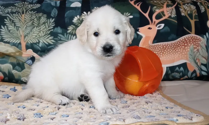 Gambit – English Cream Golden Retriever puppy for sale in Aliquippa, PA