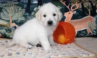 Gambit, a male English Cream Golden Retriever for sale in Aliquippa, PA – 7 of 10