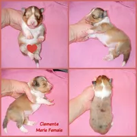 Clemente, a female Shetland Sheepdog for sale in Aliquippa, PA – 6 of 6
