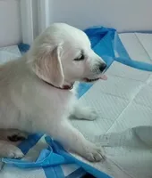 Pawn, a female English Cream Golden Retriever for sale in Aliquippa, PA – 2 of 10