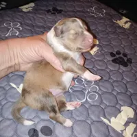 Charlotte, a female Shetland Sheepdog for sale in Aliquippa, PA – 2 of 4
