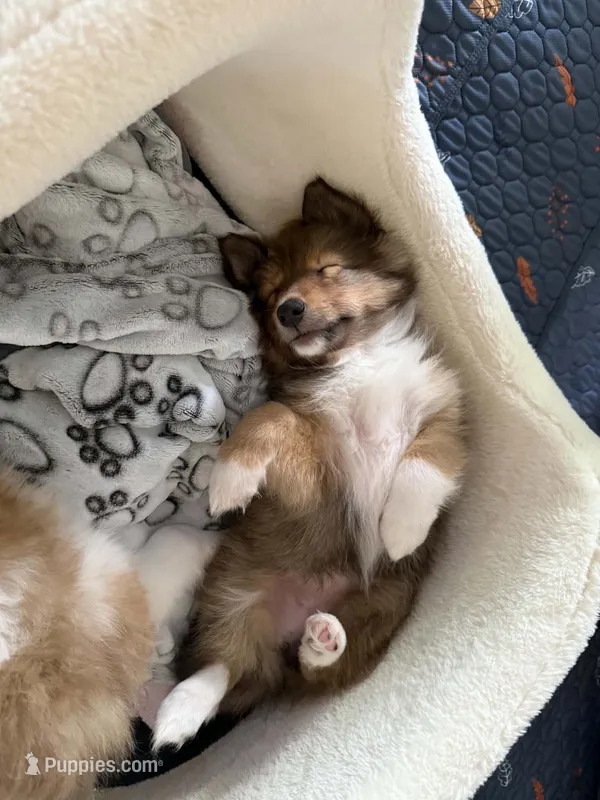 Skipper – Shetland Sheepdog puppy for sale in Aliquippa, PA