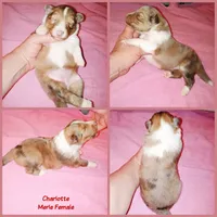 Charlotte, a female Shetland Sheepdog for sale in Aliquippa, PA – 5 of 5