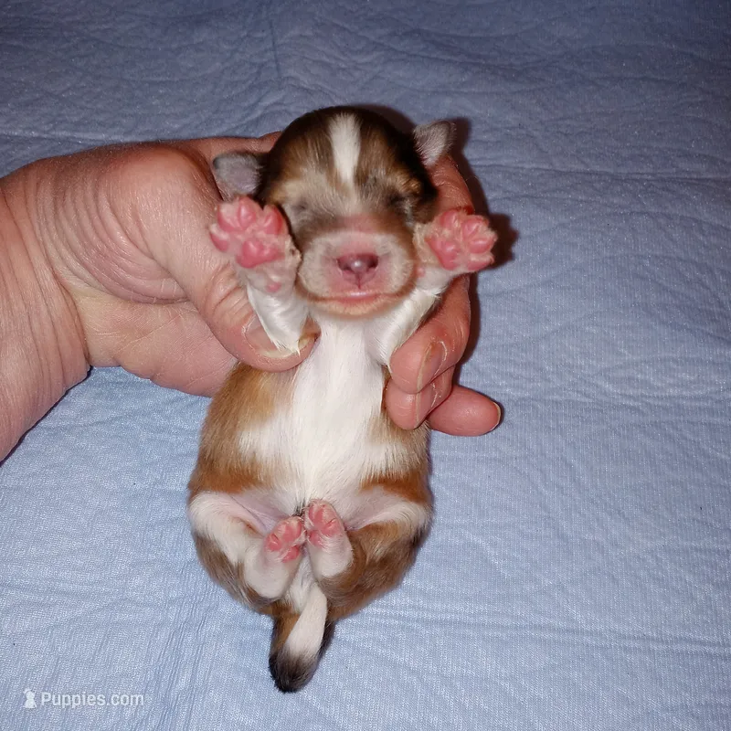 Teke – Shetland Sheepdog puppy for sale in Aliquippa, PA