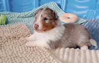 Leyland, a male Shetland Sheepdog for sale in Aliquippa, PA – 7 of 10