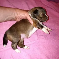 Daytona, a female Shetland Sheepdog for sale in Aliquippa, PA – 2 of 5