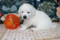 King, a male English Cream Golden Retriever for sale in Aliquippa, PA – 9 of 10
