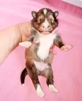 Tsunami, a female Shetland Sheepdog for sale in Aliquippa, PA – 1 of 5