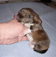 Stargell, a male Shetland Sheepdog for sale in Aliquippa, PA – 3 of 4