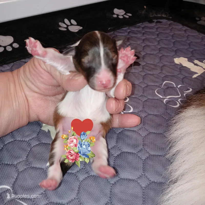 Coral – Shetland Sheepdog puppy for sale in Aliquippa, PA