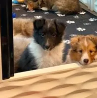 Bristol, a female Shetland Sheepdog for sale in Aliquippa, PA – 1 of 10